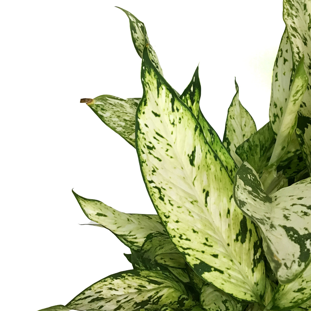 Dieffenbachia, 10in, Starbright