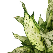 Load image into Gallery viewer, Dieffenbachia, 10in, Starbright
