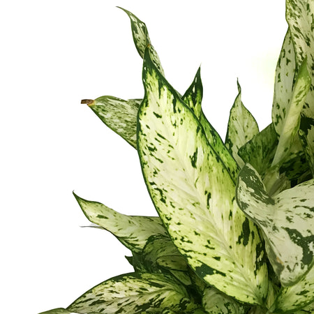Dieffenbachia, 10in, Starbright
