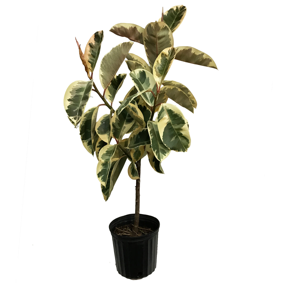 Ficus, 10in, Tineke Twist