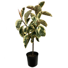 Load image into Gallery viewer, Ficus, 10in, Tineke Twist
