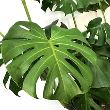 Load image into Gallery viewer, Monstera, 12in, Deliciosa
