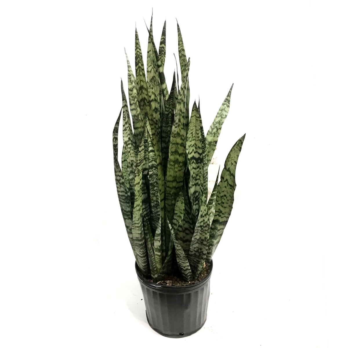 Sansevieria, 12in, Zeylanica