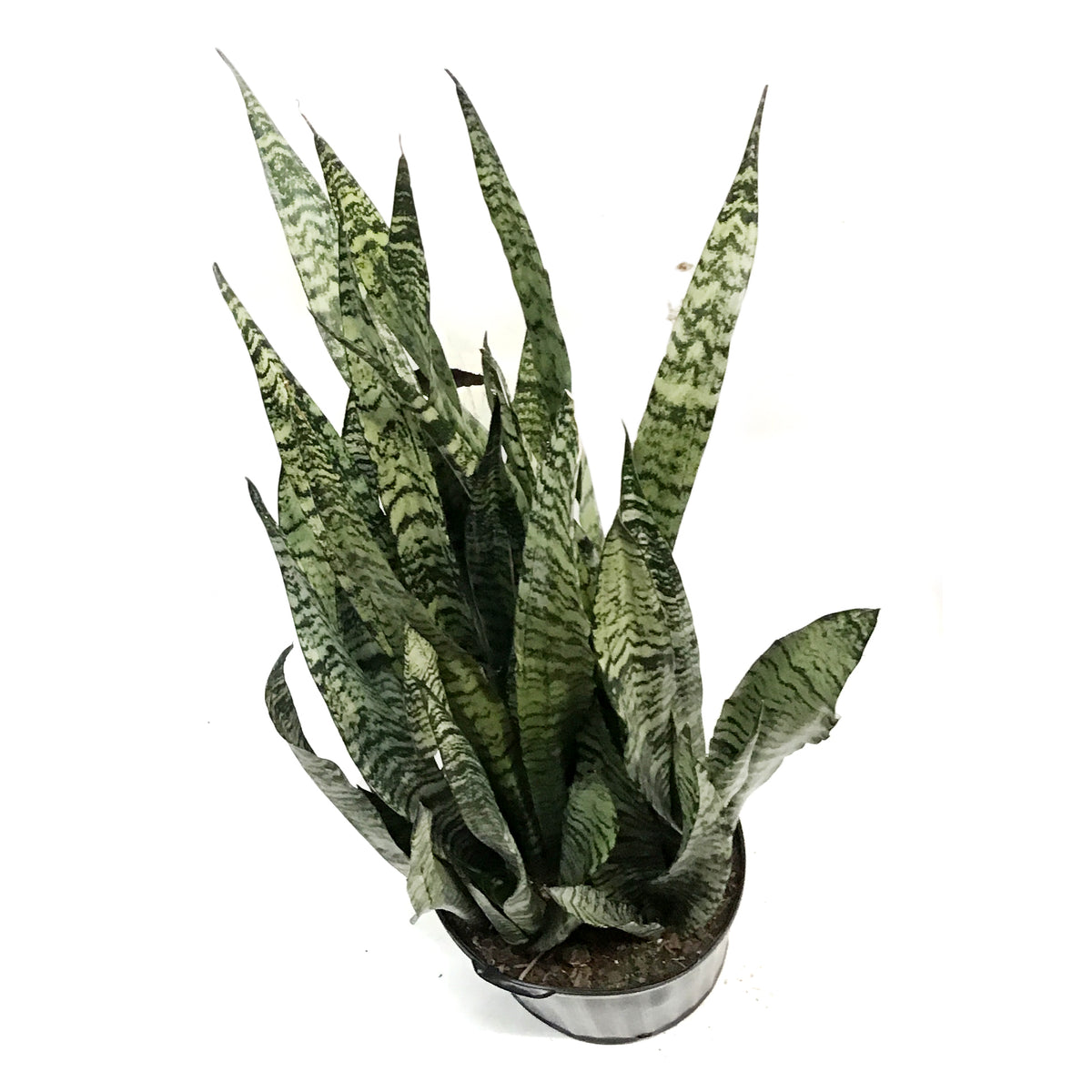 Sansevieria, 12in, Zeylanica