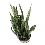 Sansevieria, 12in, Zeylanica
