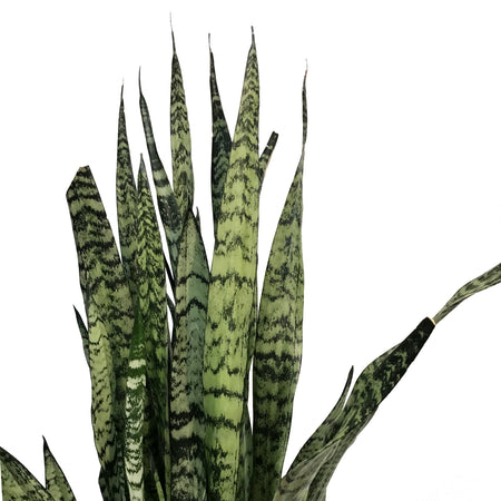 Sansevieria, 12in, Zeylanica