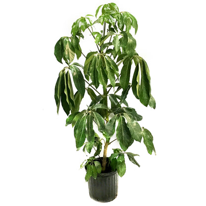 Schefflera, 12in, Amate
