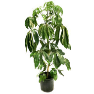 Schefflera, 12in, Amate