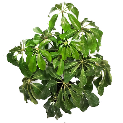 Schefflera, 12in, Amate
