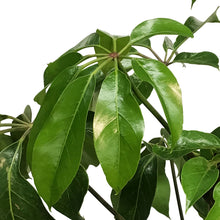 Load image into Gallery viewer, Schefflera, 12in, Amate
