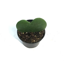 Load image into Gallery viewer, Hoya, 2.5in, Kerrii
