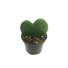Load image into Gallery viewer, Hoya, 2.5in, Kerrii
