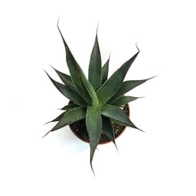 Load image into Gallery viewer, Agave, 3in, Blue Glow
