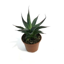 Load image into Gallery viewer, Agave, 3in, Blue Glow
