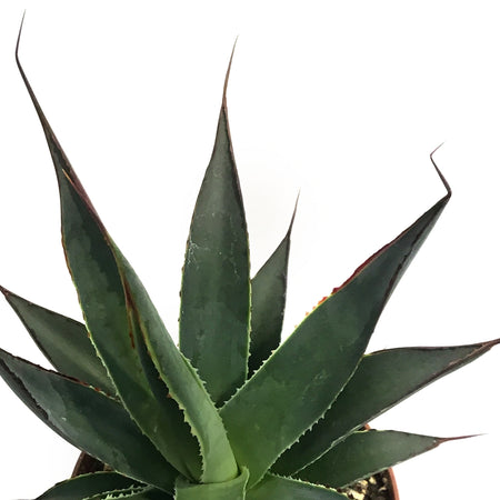 Agave, 3in, Blue Glow