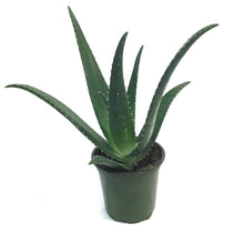 Load image into Gallery viewer, Aloe Vera, 4in, Medivera Equator
