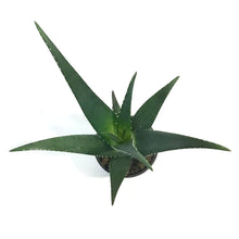 Load image into Gallery viewer, Aloe Vera, 4in, Medivera Equator
