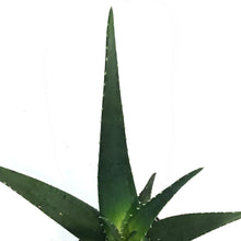 Load image into Gallery viewer, Aloe Vera, 4in, Medivera Equator

