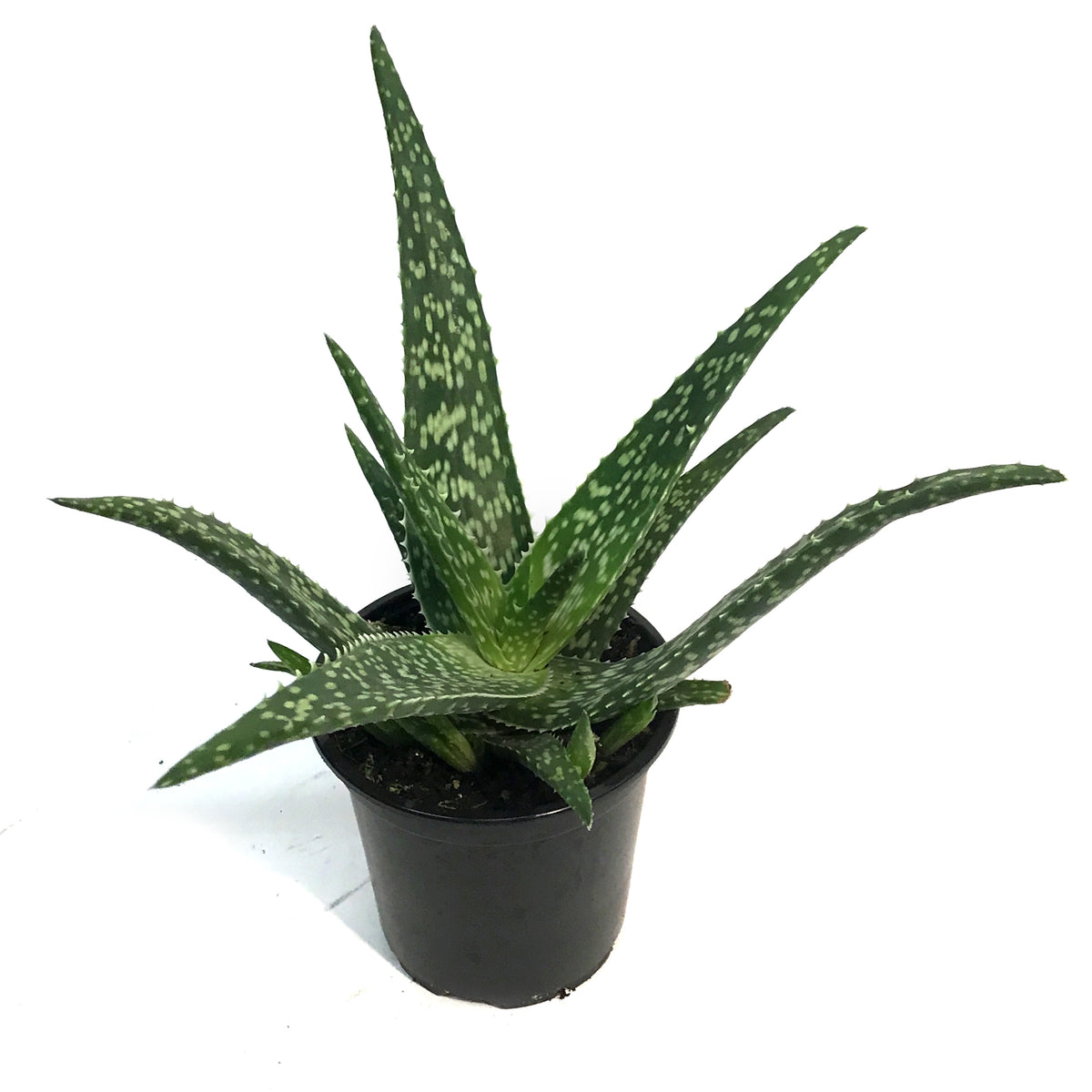 Aloe Vera, 4in, Tropical White