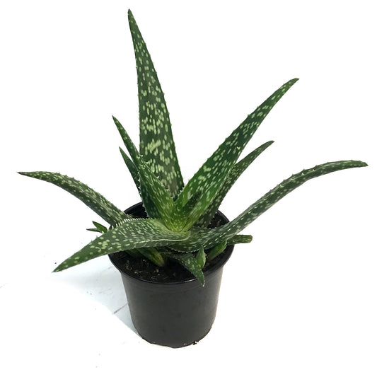 Aloe Vera, 4in, Tropical White