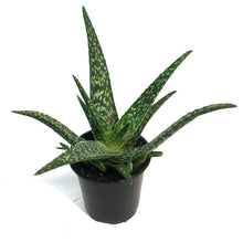 Load image into Gallery viewer, Aloe Vera, 4in, Tropical White
