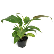 Philodendron, 4in, Green Congo Variegated