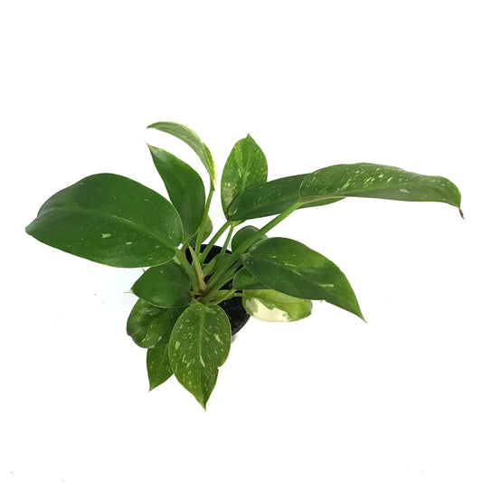 Philodendron, 4in, Green Congo Variegated