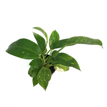 Load image into Gallery viewer, Philodendron, 4in, Green Congo Variegated
