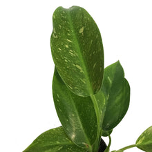 Load image into Gallery viewer, Philodendron, 4in, Green Congo Variegated
