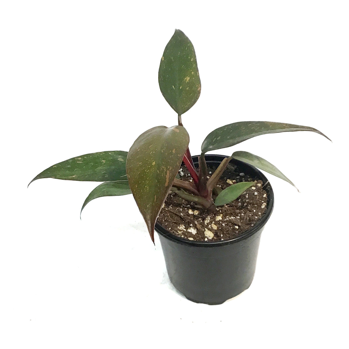 Philodendron, 4in, Orange Princess