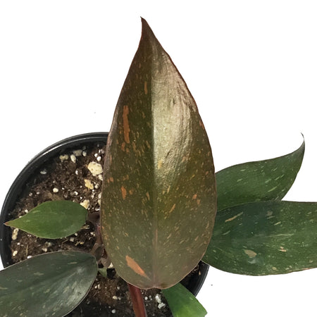 Philodendron, 4in, Orange Princess