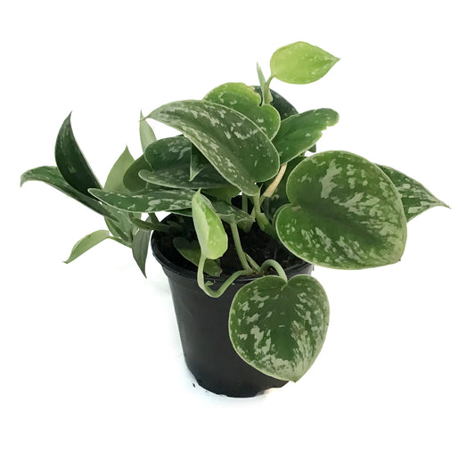 Scindapsus, 4in, Pictus