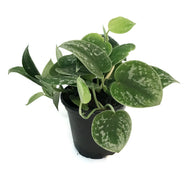 Scindapsus, 4in, Pictus