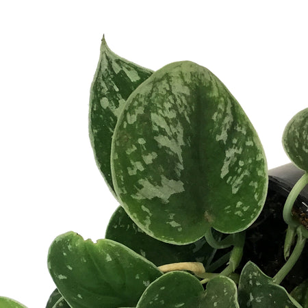 Scindapsus, 4in, Pictus