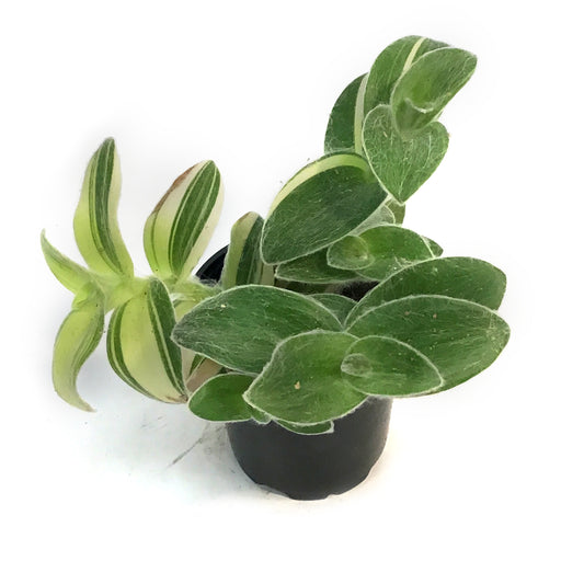 Tradescantia, 4in, Yellow Velvet