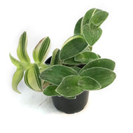 Tradescantia, 4in, Yellow Velvet