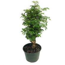 Load image into Gallery viewer, Aralia, 6in, Ming
