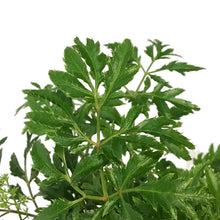 Load image into Gallery viewer, Aralia, 6in, Ming
