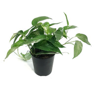 Epipremnum Pinnatum, 6in, Albo