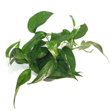 Load image into Gallery viewer, Epipremnum Pinnatum, 6in, Albo
