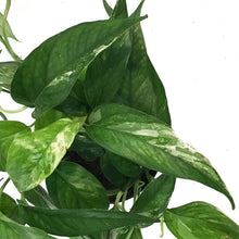 Load image into Gallery viewer, Epipremnum Pinnatum, 6in, Albo
