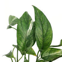 Load image into Gallery viewer, Monstera, 6in, Lechleriana
