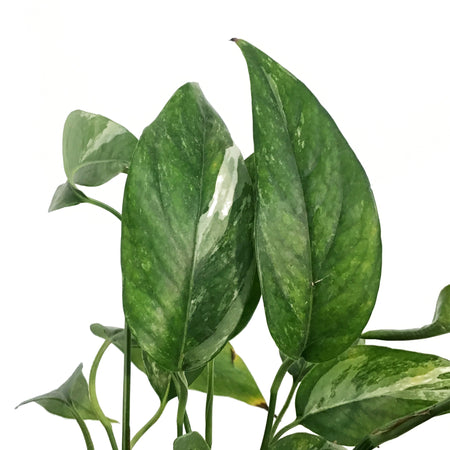 Monstera, 6in, Lechleriana