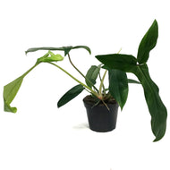 Philodendron, 6in, Bette Waterbury