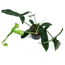 Load image into Gallery viewer, Philodendron, 6in, Bette Waterbury
