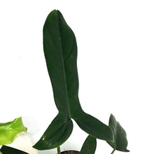 Load image into Gallery viewer, Philodendron, 6in, Bette Waterbury
