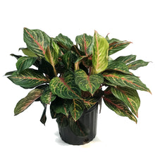 Load image into Gallery viewer, Aglaonema, 10in, Red Emerald

