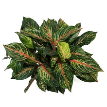 Load image into Gallery viewer, Aglaonema, 10in, Red Emerald
