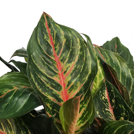 Aglaonema, 10in, Red Emerald