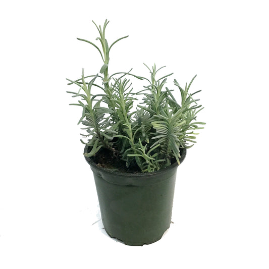 Lavender, 4in, English
